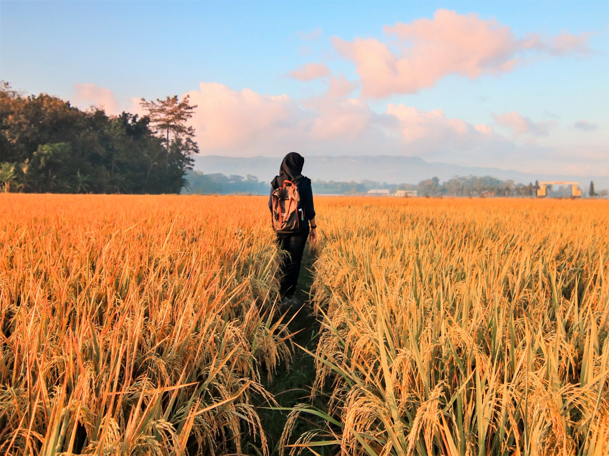 Woman walking along a path of her own creation in a field of long yellow grass.