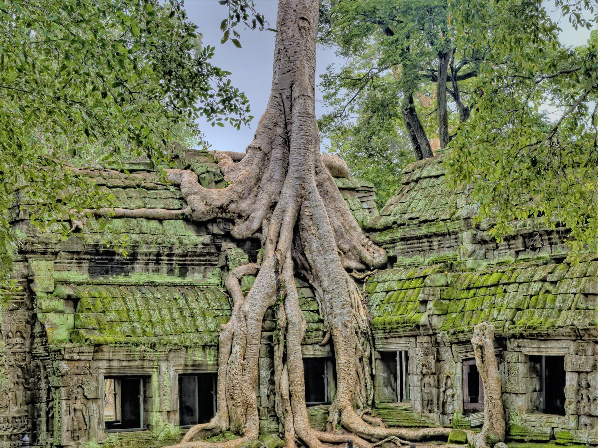 The roots of a large tree growing on and over the roof of an ancient moss-covered ruined temple in Angkor, Cambodia, representing the partnership between nature and humanity.