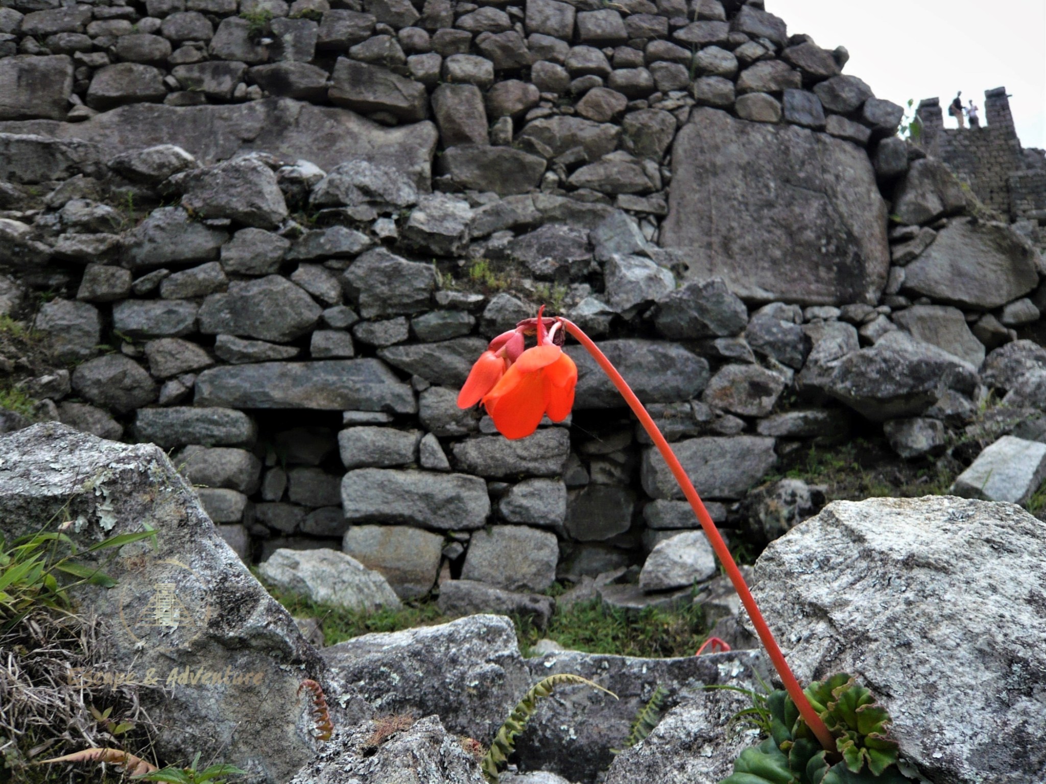 A single bright orange flower and stem growing from Incan stone ruins.
