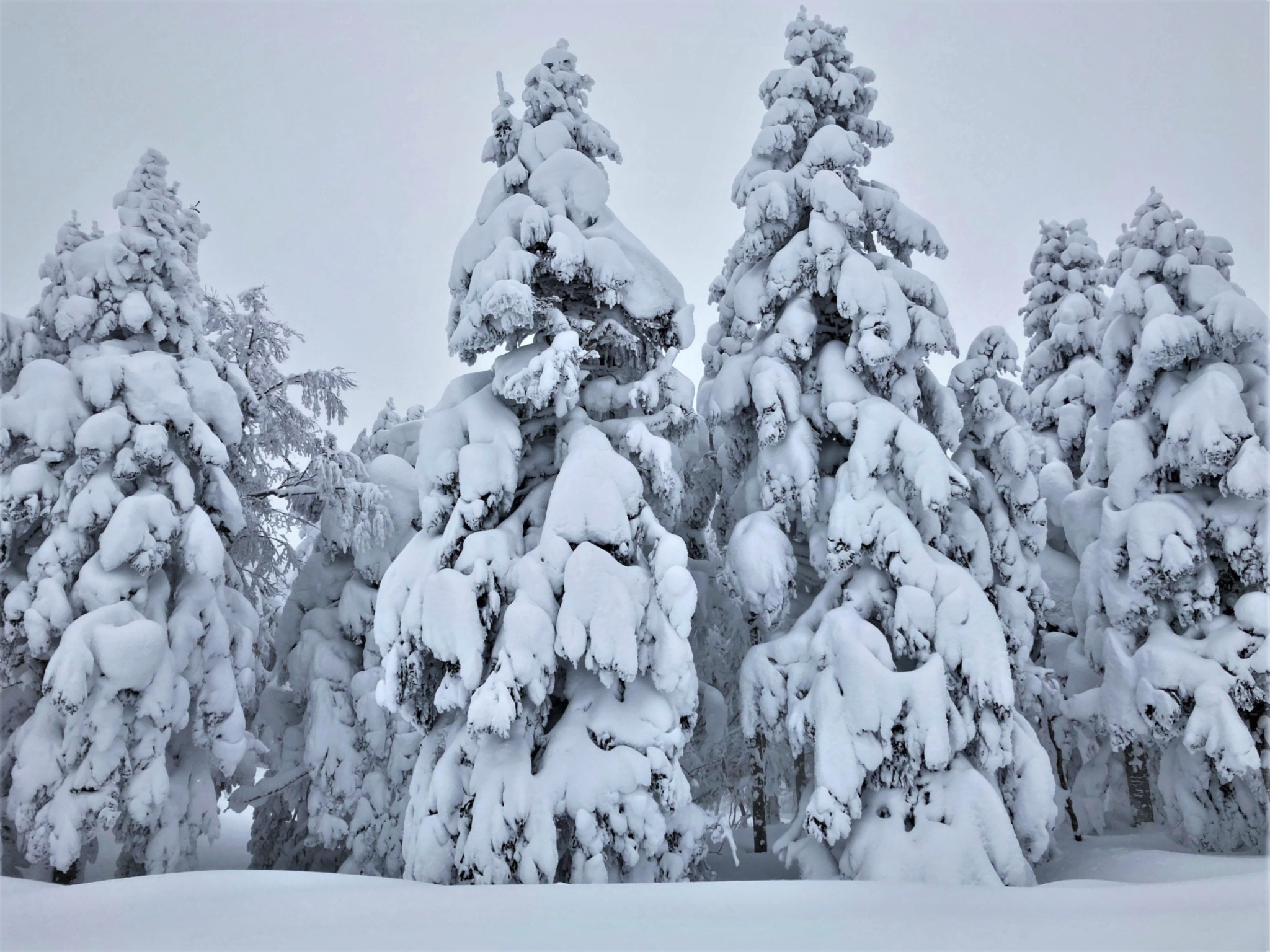 Large snow-covered trees at the edge of a winter forest on Mount Zao in Yamagata, Japan.