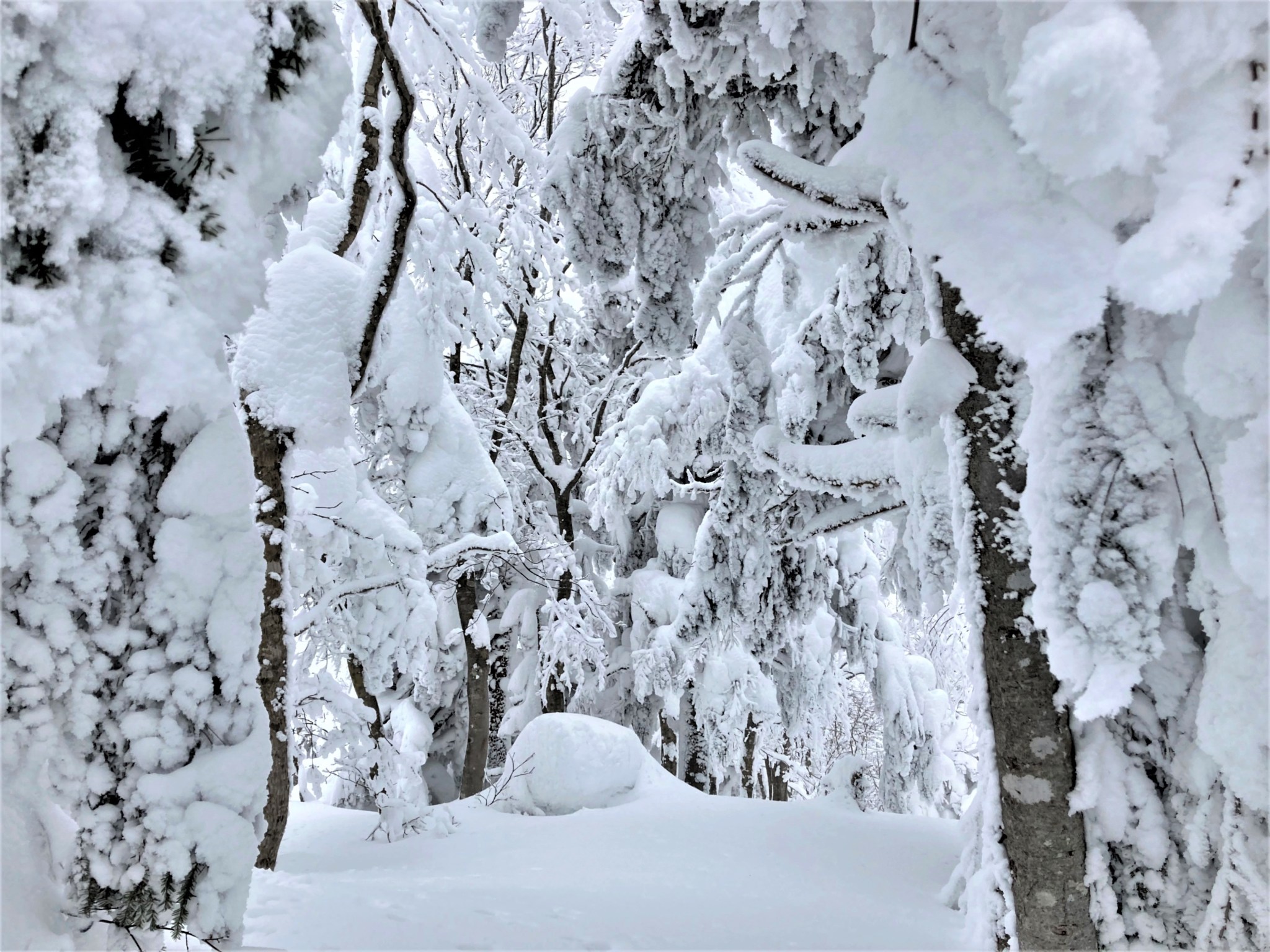 A winter forest clearing covered in deep virgin snow on Mount Zao in Yamagata, Japan.