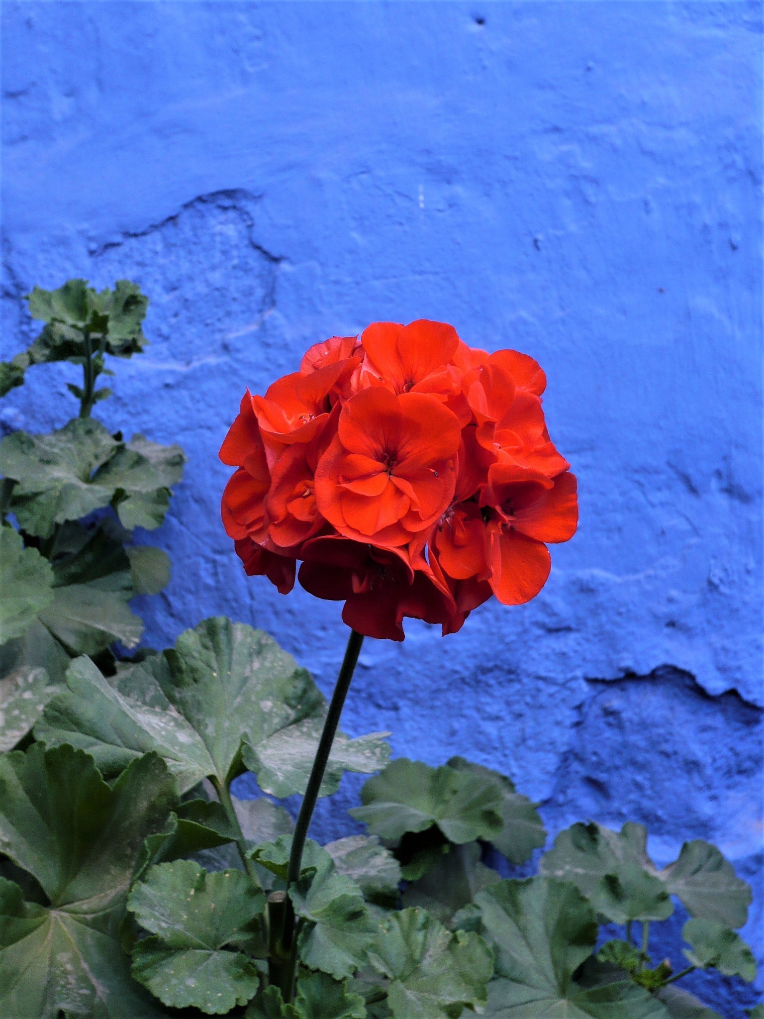 A bright red flower standing out against a vivid blue painted wall in Arequipa, Peru.
