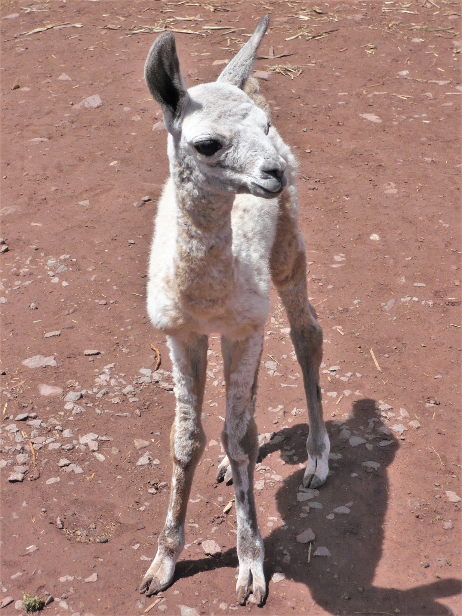 A cute white baby llama standing in a brown earthen enclosure in Peru.