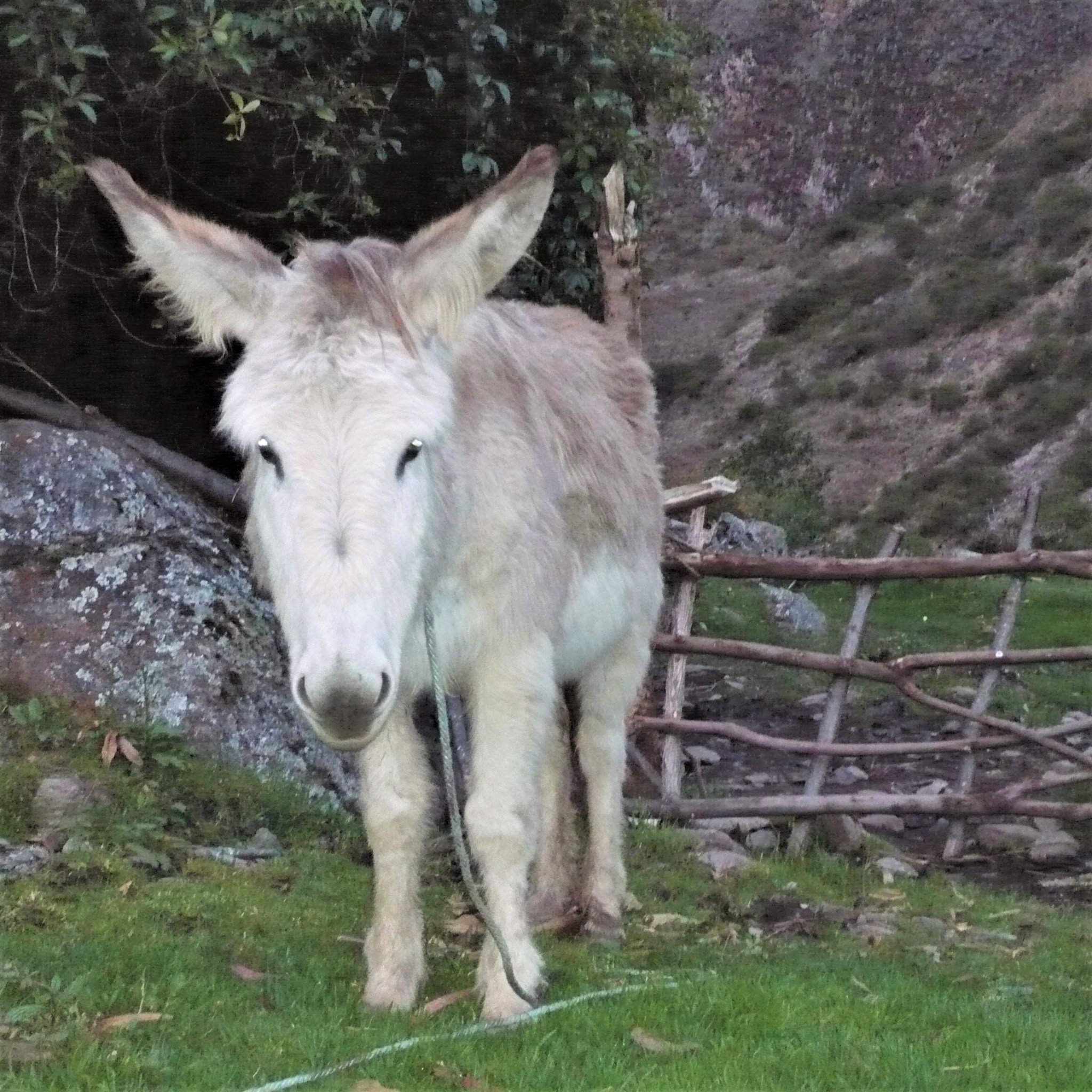 A single white mule standing in front of a handmade wooden gate in Peru.