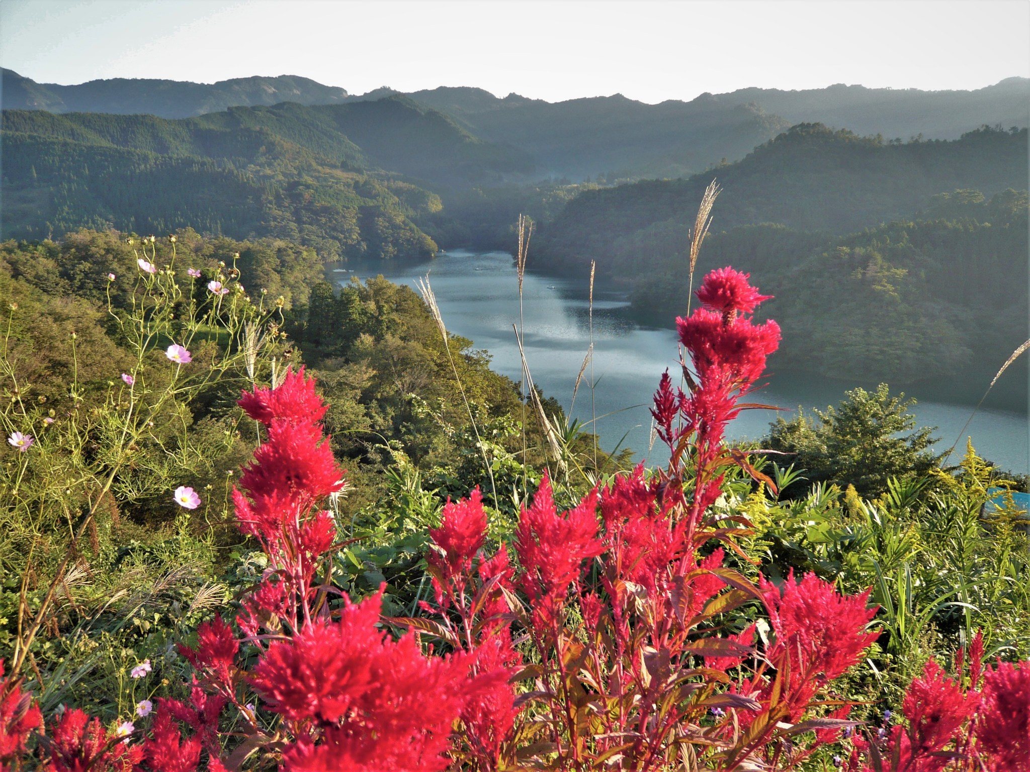 A scenic view of a tranquil lake and forested hills with bright red flowers in the foreground.