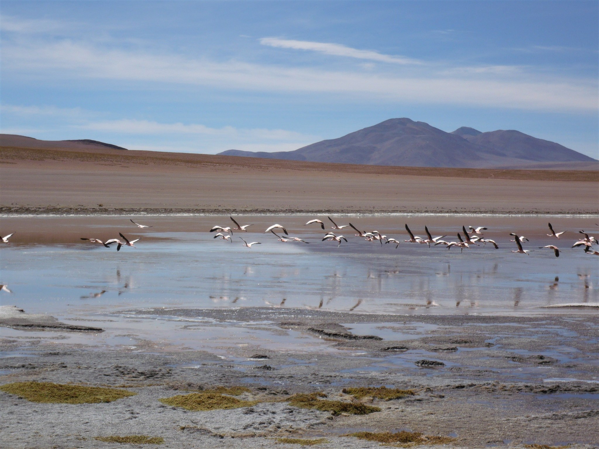 A scenic view of a flock of flamingos flying low over a lake in the Bolivian highlands.
