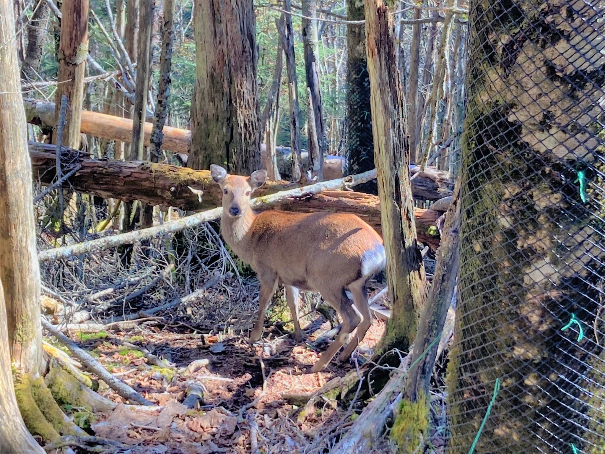 A Japanese mountain deer staring at the camera in a forest clearing.