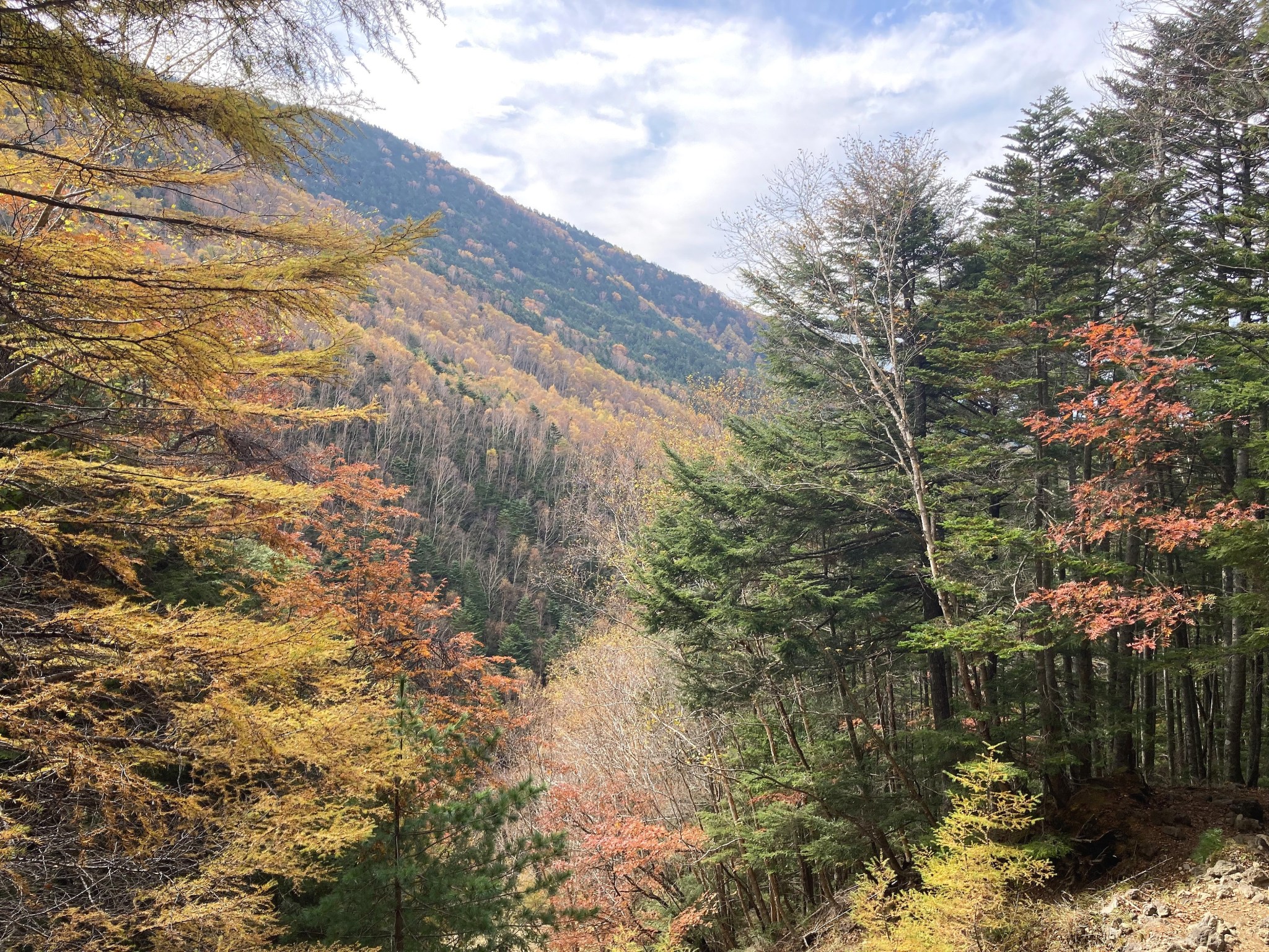 Autumn mountain foliage with trees and their leaves in various shades of red, yellow, orange and green.
