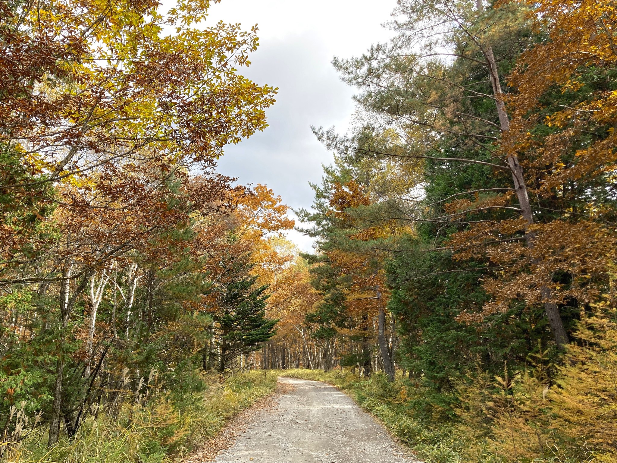 A path leading through an autumnal forest with yellow, orange and green trees beneath a cloudy sky.